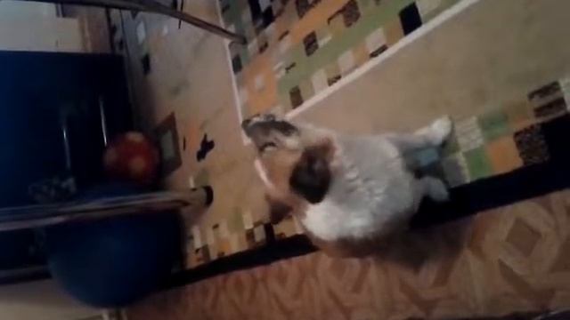 Собака поет под аккордеон смотреть онлайн
