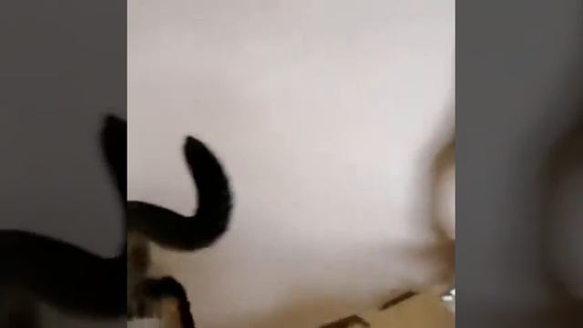 Каракет Ф2 Престиж Гуччи и его родня, каракеты Ф1 смотреть онлайн