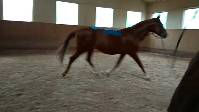 Максимус, тейпы на спине лошади смотреть онлайн