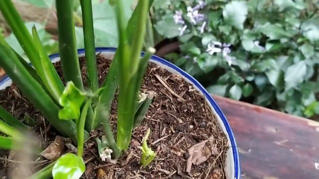 Mira a mi cuna de Moisés con su hoja blanca - Spathiphyllum смотреть онлайн