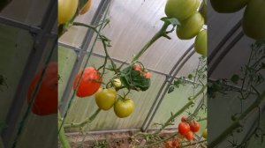 томаты фламенко в теплице растут.