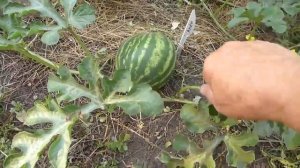 Формировка и прищипка арбузов. Это важно знать для хорошего урожая!