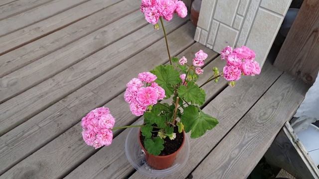 ЮВ Маленькая Англия смотреть онлайн