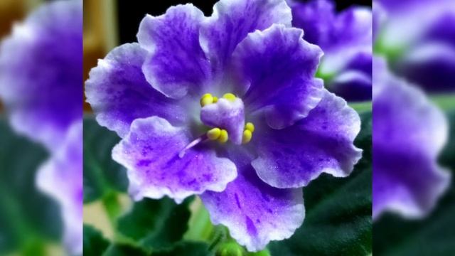 Первое цветение фиалок!!! Фиалки осенью!!! Самые красивые фиалки!!! Фотообзор 15 сортов. смотреть онлайн