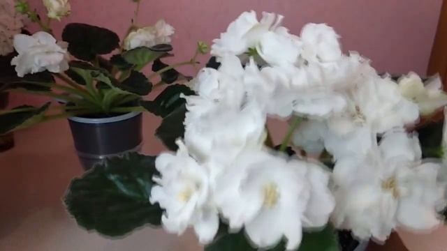 Фиалки. Прошу вашей помощи!!! Мои белоцветковые сорта. смотреть онлайн