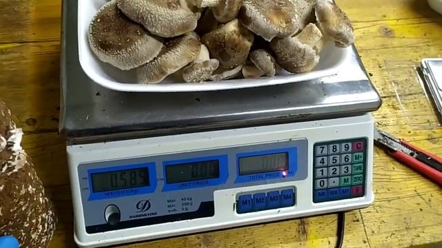 Шиитаке/ плодоношение/ замер средней урожайности/ч.3