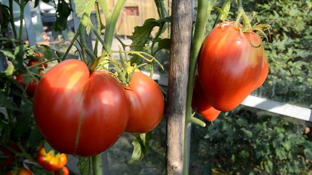 Сорт - "ЧЕРНОГОРСКИЕ". Томаты от Фёдора. смотреть онлайн