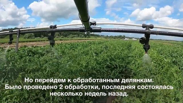 РИДОМИЛ® Голд Р на томатах, Овощной город смотреть онлайн