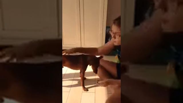 Как научить собаку команде дай лапу? смотреть онлайн