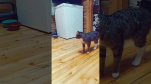 котэ