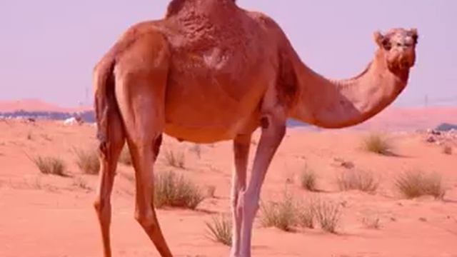 Camel Facts - Facts About Camels