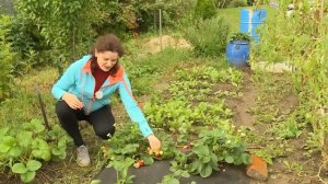 Ремонтантная земляника Сельва