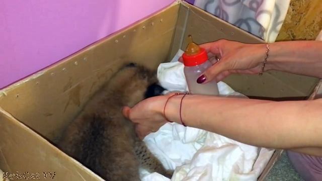 Пробуем приучить котёнка рыси к молоку из бутылочки смотреть онлайн