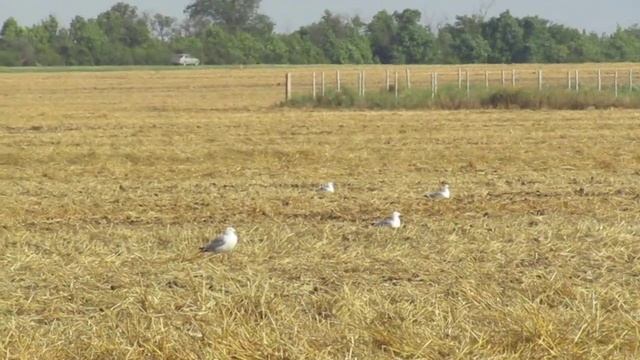 Донские просторы. На сжатом поле.