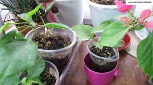 КАК быстро МОЖЕТ  ЗАЦВЕСТИ укоренённый ЧЕРЕНОК  БУГЕНВИЛЛЕИ. Какие нужны условия?