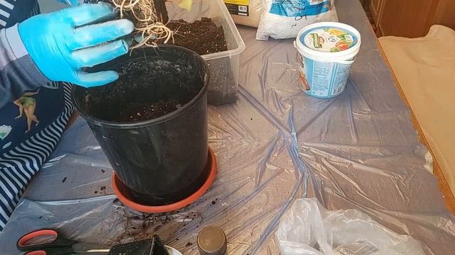 Посадка клематиса в кашпо и в грунт. В чем разница? смотреть онлайн