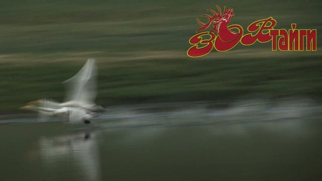 Дикая Монголия. Часть 1.  Wild Mongolia. Part 1. (HD)