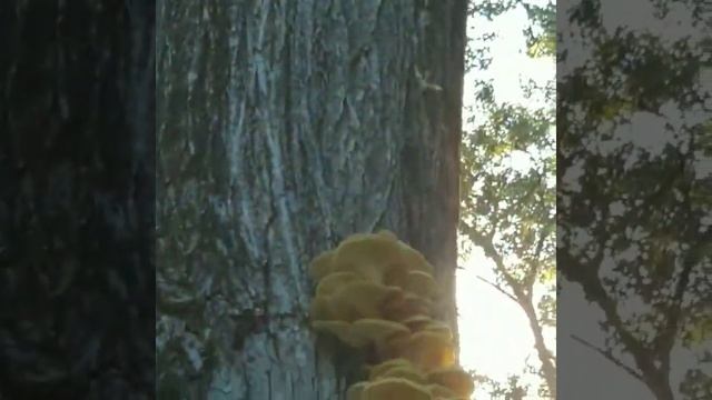 Spore release, Golden Oyster mushrooms смотреть онлайн