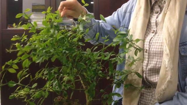 Микроцитрус Фаустрайм