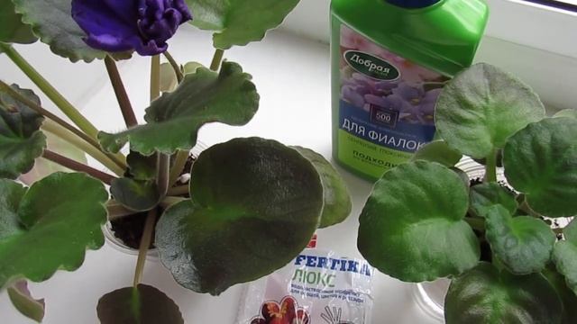 КАК УДОБРЯТЬ ФИАЛКИ НА ФИТИЛЕ! смотреть онлайн