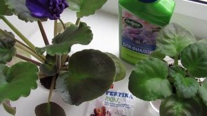 КАК УДОБРЯТЬ ФИАЛКИ НА ФИТИЛЕ!