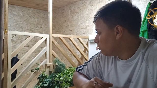 Купил Нубийскую козу! У меня теперь 4 козы! смотреть онлайн