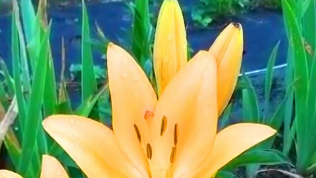 Пора пахать. Палку в сторону. Обзор на два видео Saveliy Ad.