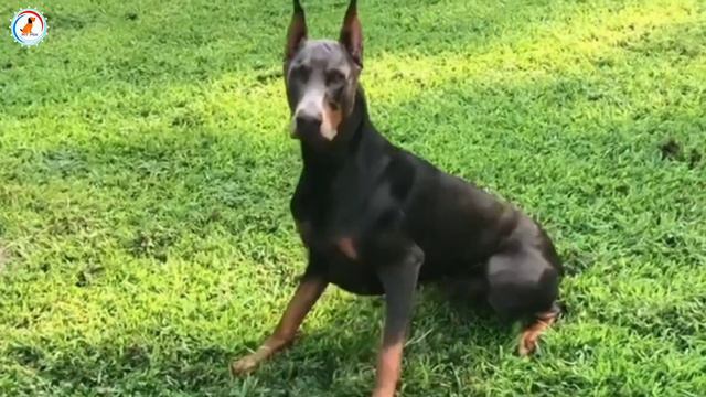 How to check purity of Doberman Pinscher 2023 | Doberman puppy purity смотреть онлайн