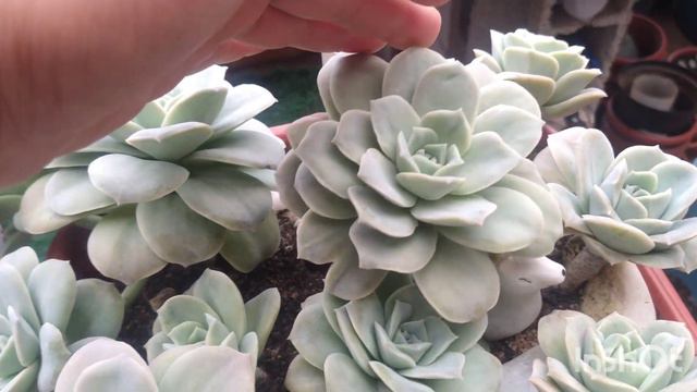 Echeveria Lovely Rose E Híbrido Da Cante 😍
