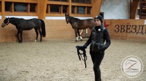 Иерархия в табуне / Как стать лидером для своей лошади / Язык лошадей