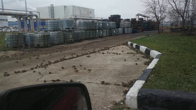 Целая стая воробьев внезапно налетели. смотреть онлайн
