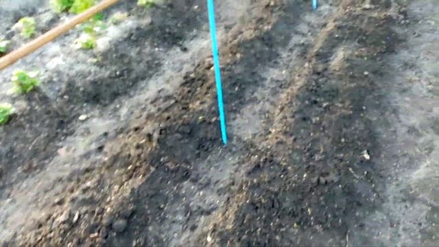 Взошли Огурчики "РОДНИЧОК".Последняя посадка 10 июля. часть2. 17 июля 2020г. смотреть онлайн