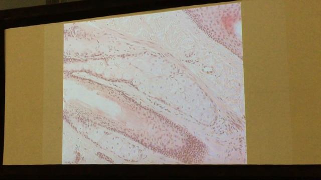 Схемы на 3 коллоквиум. Суммарные препараты. смотреть онлайн