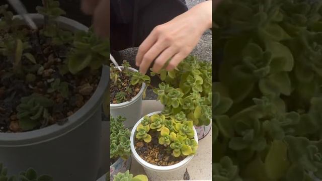 [多肉植物geee]アロマティカス