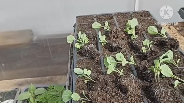 ? Огородный Vlog. Занимаюсь с рассадой капусты. смотреть онлайн