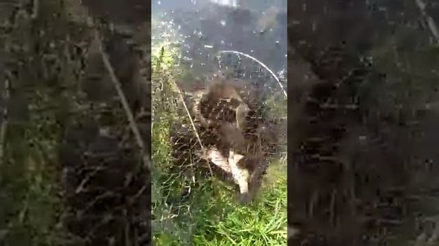 Пруд Новый Милет караси 3 смотреть онлайн