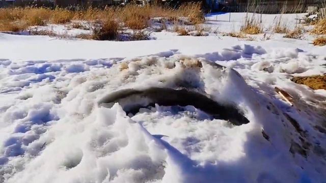 12 марта 2023 г./Капель /Пряники/ Сходили с дочей в магазин смотреть онлайн