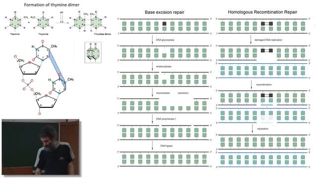 Лекция 5. Репликация ДНК, Ошибки в ДНК, Дыхание. Окштейн И.Л., МФТИ смотреть онлайн