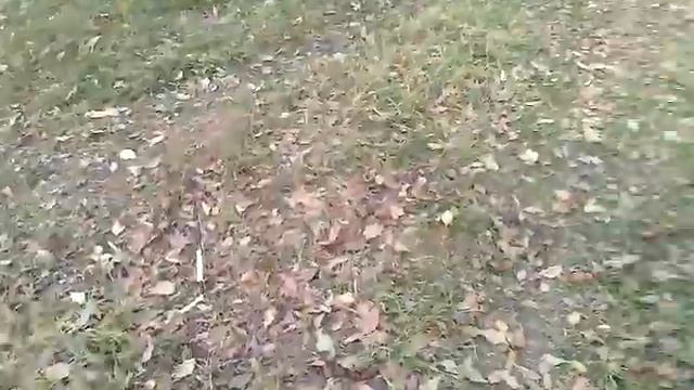 Русский той-терьер на прогулке смотреть онлайн