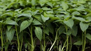 Что нужно делать если рассада перцев остановилась в росте