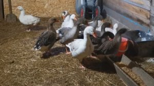 Содержание племенного стада ГУСЕЙ. Особенности разведения. "Мое Подворье"