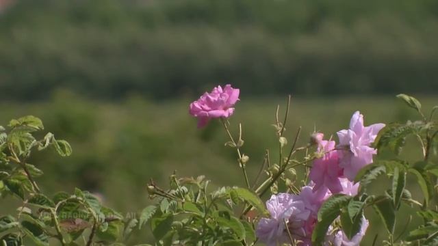 Сады и парки Европы