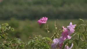 Сады и парки Европы