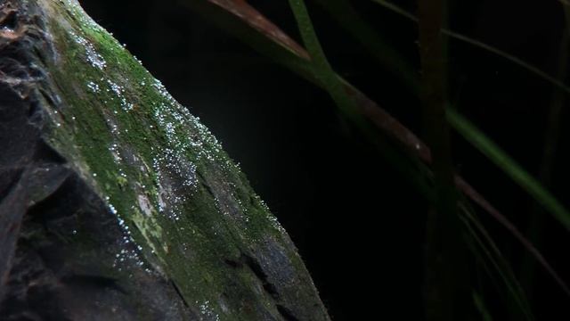 Algae Pearling смотреть онлайн