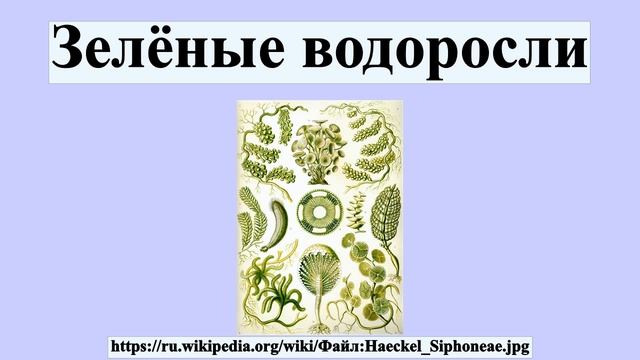 Зелёные водоросли смотреть онлайн
