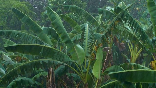 Расслабляющая музыка "Тропический дождь" смотреть онлайн