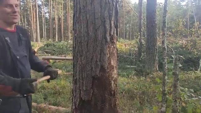 Валка леса /// Как вы поступили в данной ситуации /// ??? смотреть онлайн