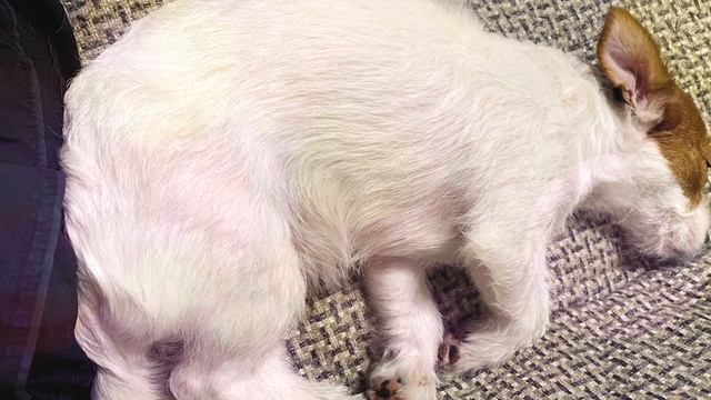 Сладкий сон ДЖЕК РАССЕЛ ТЕРЬЕРА. Как спят собаки?! смотреть онлайн