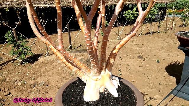 Wow "Adenium Bonggol Emas" Harganya ????? смотреть онлайн