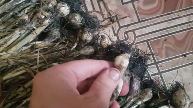 Заросший, одичавший, дикий чеснок. смотреть онлайн